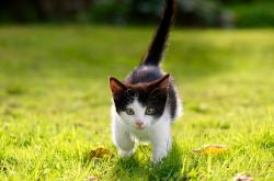 开云体育app-孤军拔寨与铁骑纵横，德国团队风暴中，马龙如何化身破晓之矛？