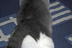 开云体育官网-数据不会说谎，塞恩斯如何在0.2秒的毫厘间，将迈凯伦钉上技术耻辱柱