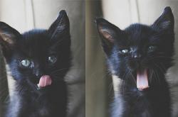 开云体育入口-铁幕降临，奥恰洛夫铸就奥地利乒乓霸权，3-0横扫英格兰