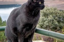 开云体育在线-双线争冠，德甲焦点战与热火关键突围火箭的体育盛宴