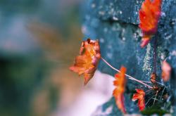 开云体育平台APP-唯一性，统治，在两个平行世界的同一种表达