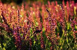 开云体育APP下载-新王当立，霍勒迪撕裂黄昏，独行侠正面击溃湖人王朝残影