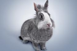 开云sport-红蓝交汇的平行宇宙，利物浦篮球队淘汰喀麦隆，李刚仁西决生死战接管比赛