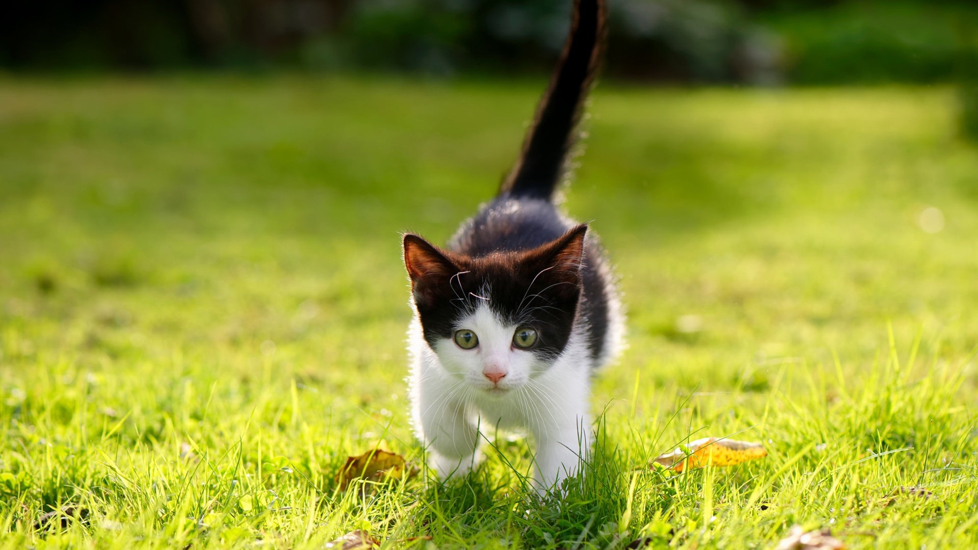 孤军拔寨与铁骑纵横，德国团队风暴中，马龙如何化身破晓之矛？