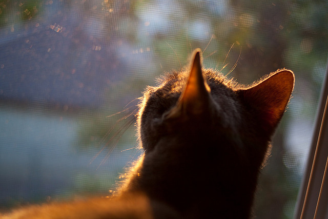 银绿鏖战银箭围场，一骑绝尘惊破云霄