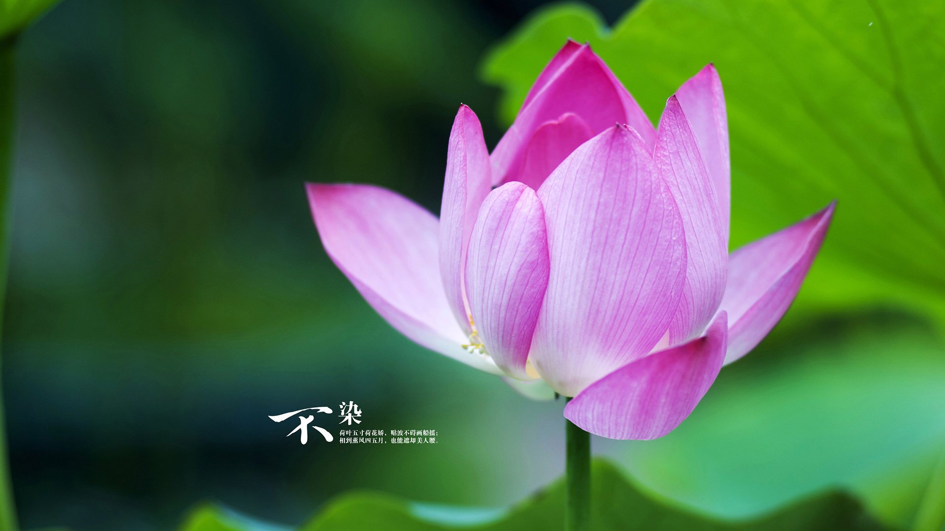 热带风暴席卷北欧堡垒，石宇奇挂帅，印尼军团颠覆羽坛旧秩序