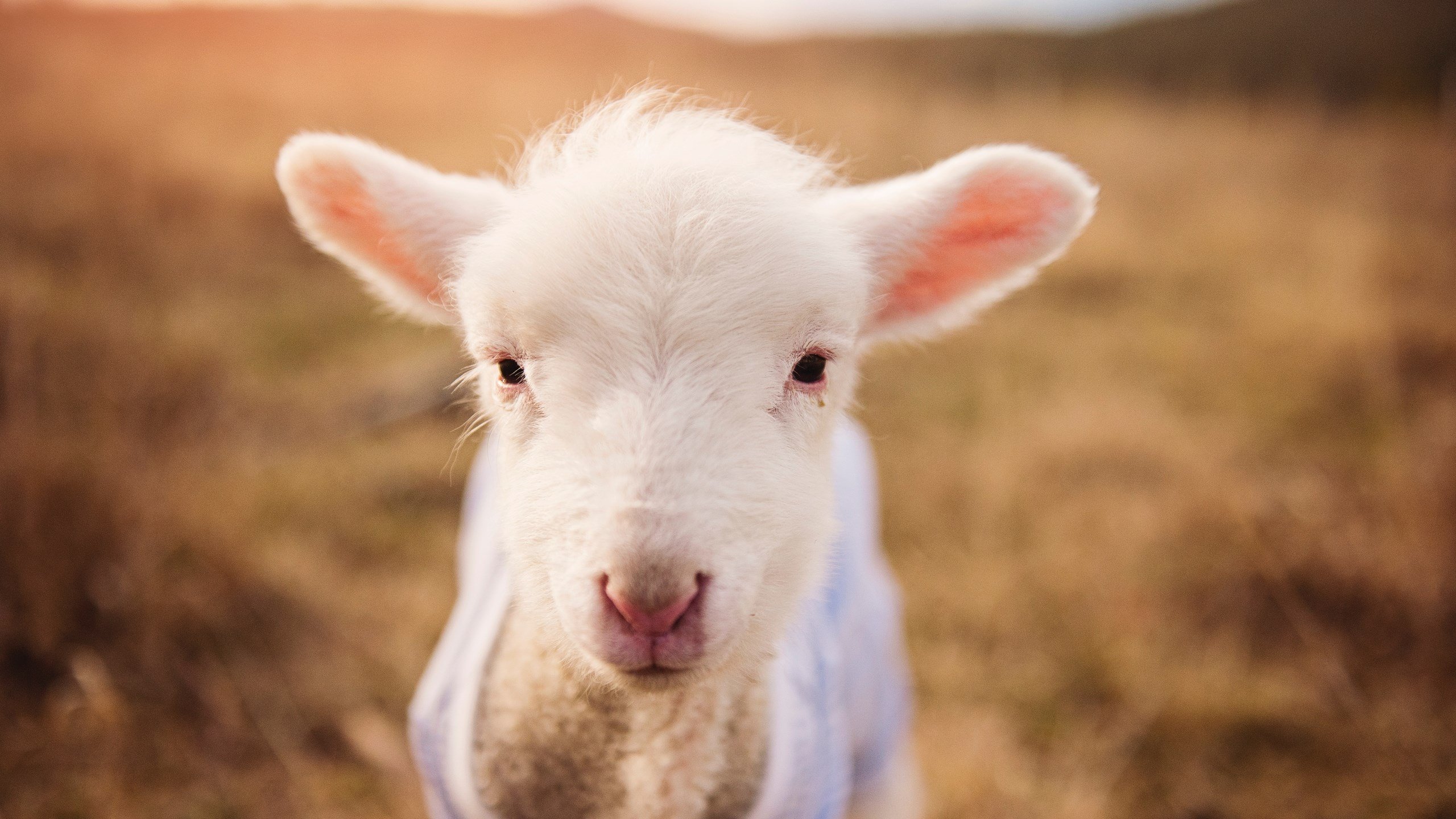 当东方铁壁遇上西方神射，两种终结悬念的篮球哲学