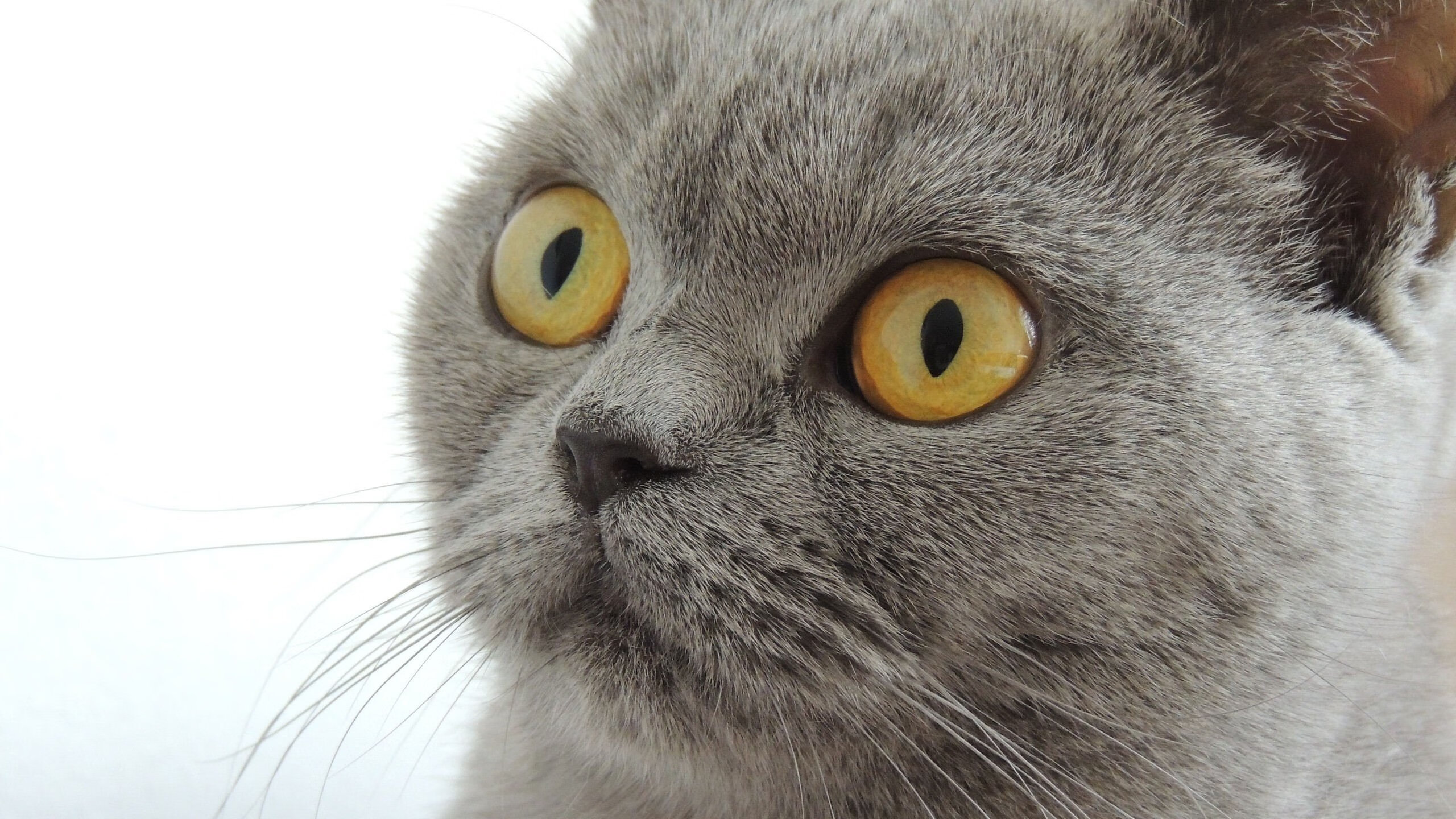 北境风暴席卷北美，爱尔兰稳擒雄鹰，弗拉霍维奇加时赛上演神祇降临