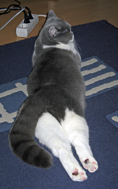 德罗赞冷血撕破防线,火箭攻防一体击溃浙江