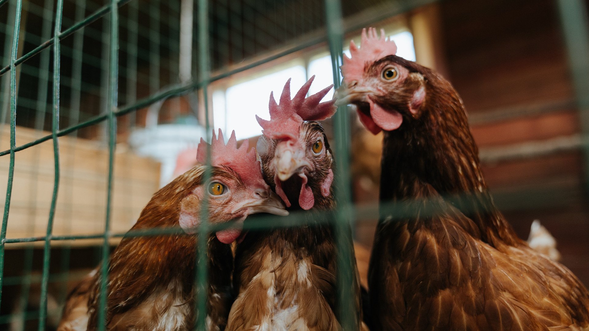 掘金高原起烽火，侠客剑锋破金甲—当全面压制遇见绝对节奏