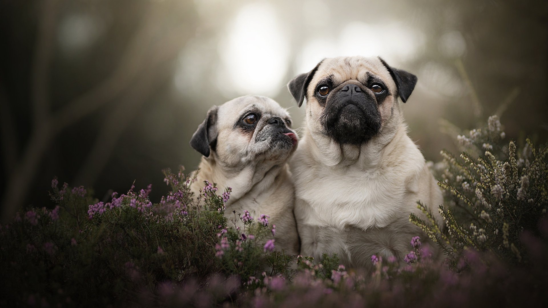 关键时刻的救世主,迪亚斯引领冰岛淘汰卡塔尔