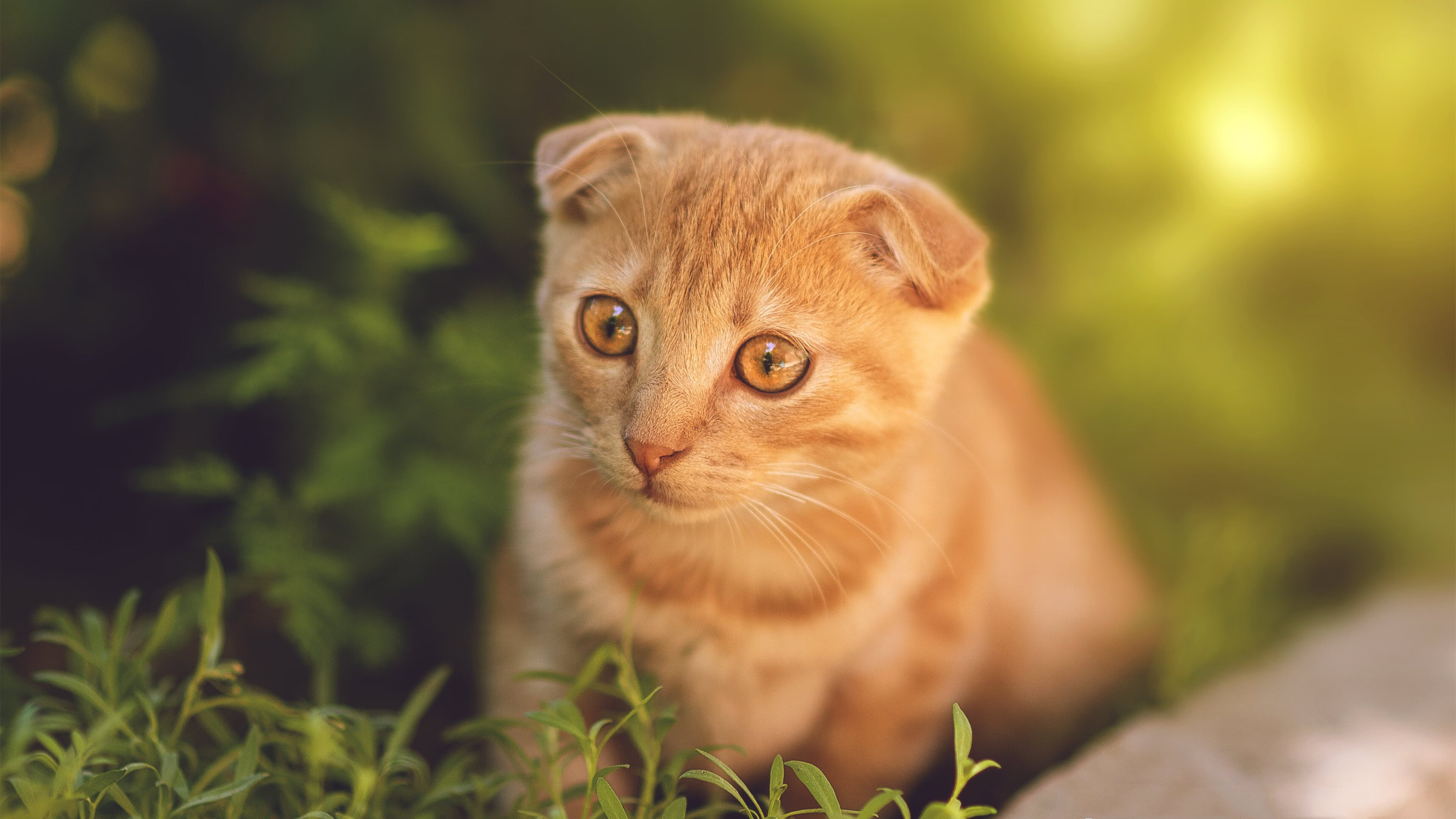 奇幻足球夜,当袋鼠军团加时啃掉大黄蜂,斯通斯在美加墨的沙漠中接管比赛