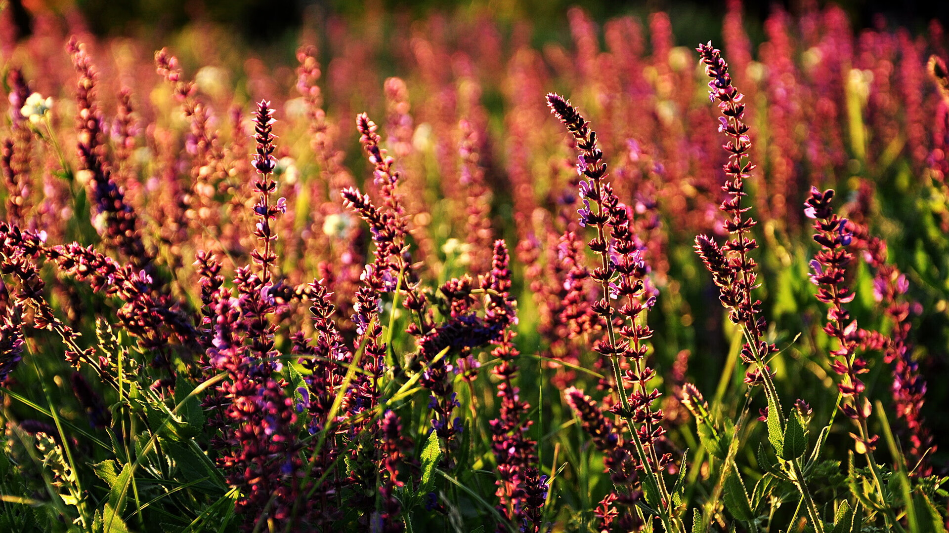 新王当立,霍勒迪撕裂黄昏,独行侠正面击溃湖人王朝残影