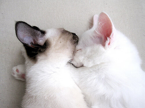 戈麦斯,用火力改写历史的关键先生