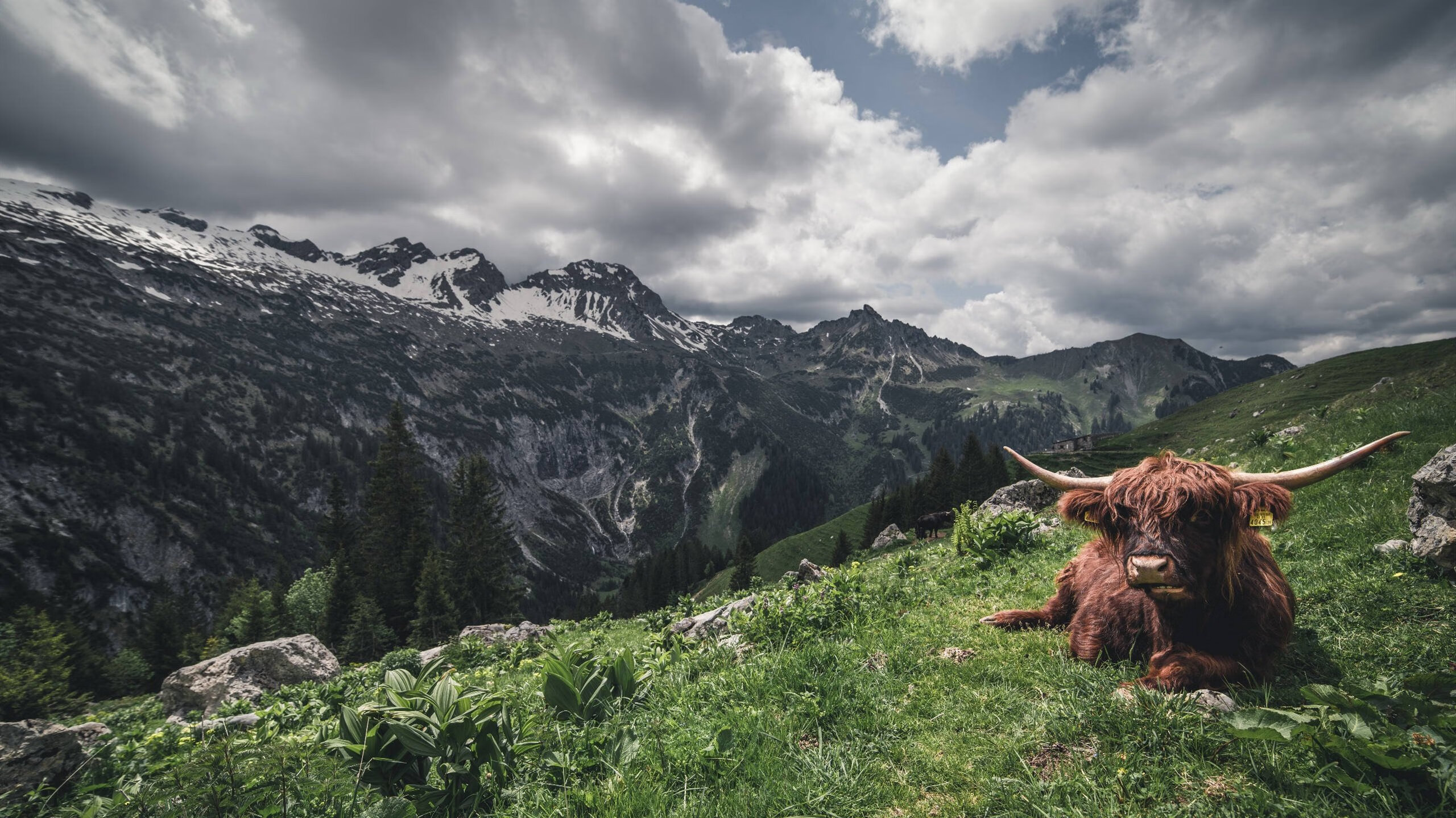 沙漠风暴逆袭高原雄鹰,2026世界杯沙特惊天逆转玻利维亚