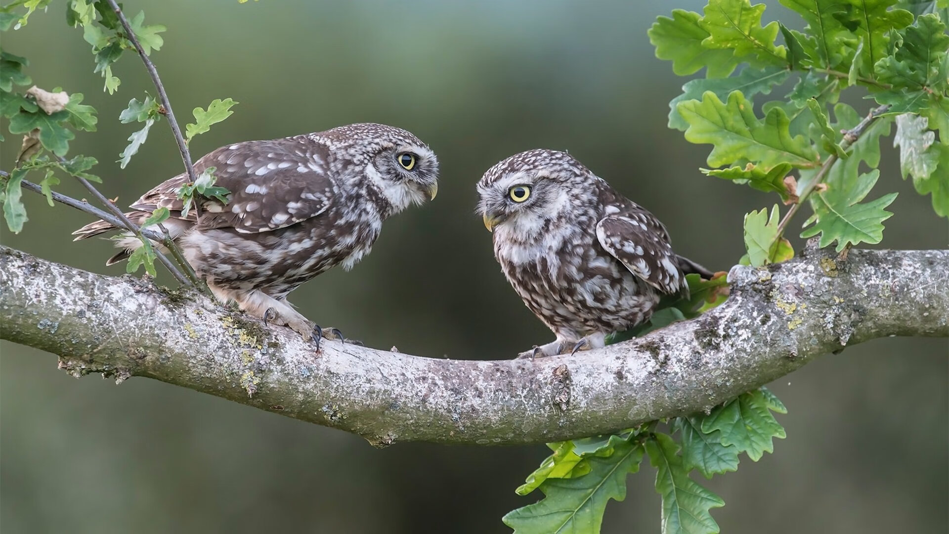 唯一之战，开拓者碾压步行者，克莱关键先生铸就历史性胜利