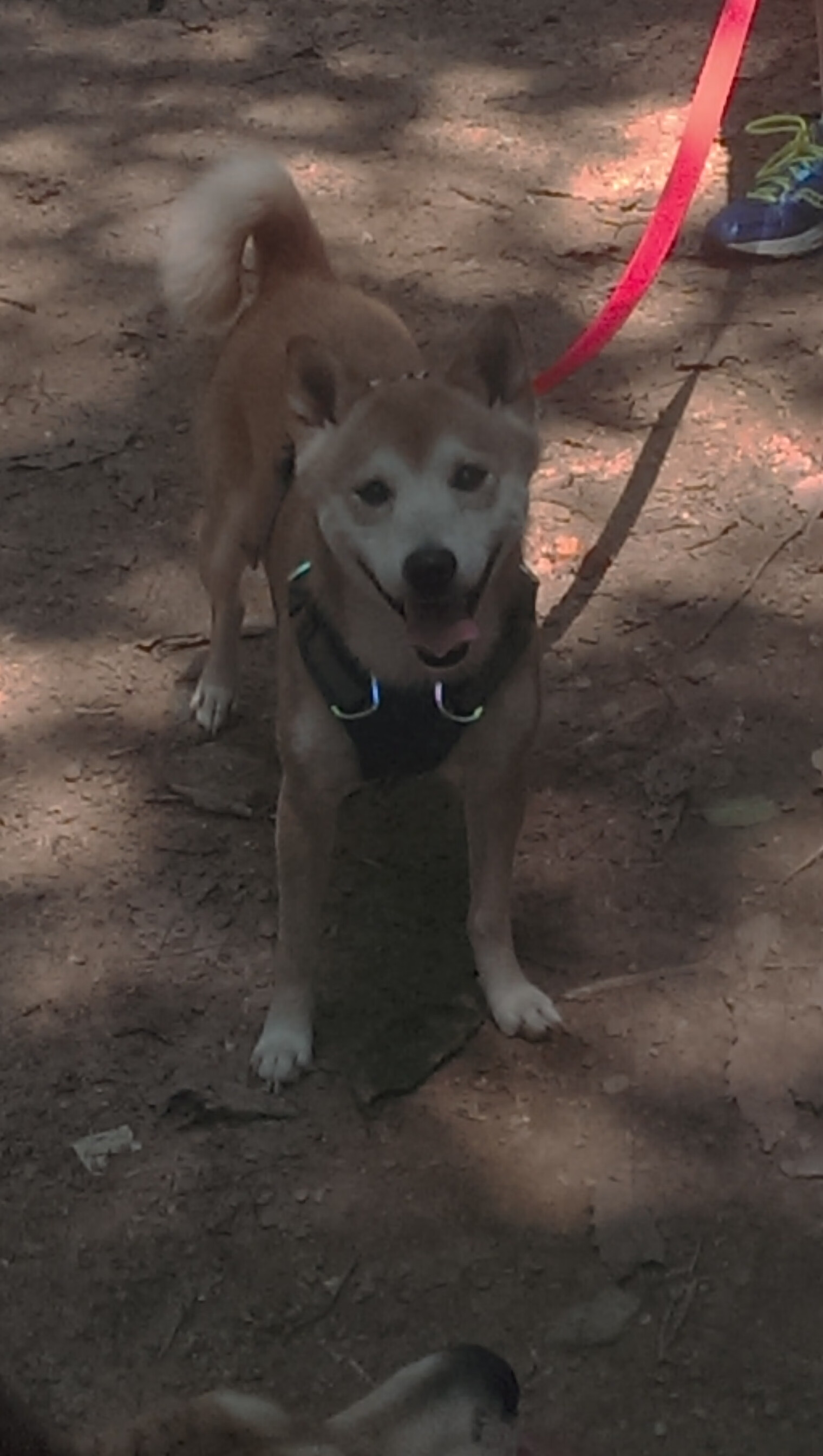 跨界风暴，欧冠篮球邀请赛半决赛，山西队终场绝杀魔术