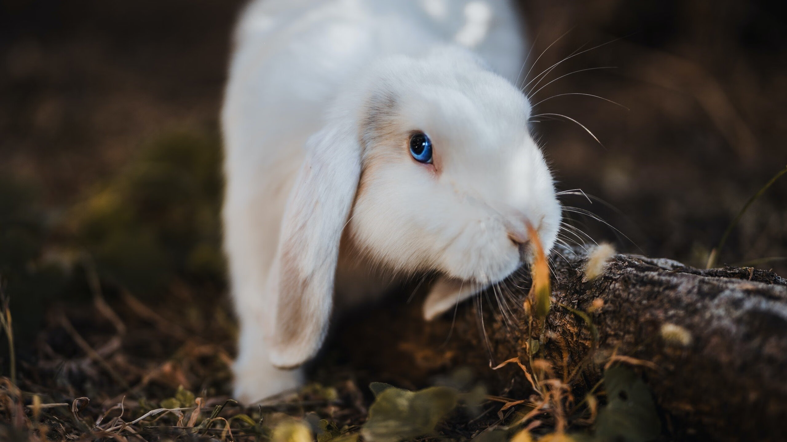 当游戏角色富安健洋数据全面爆炸,虚拟几内亚如何轻取巴萨的防守启示