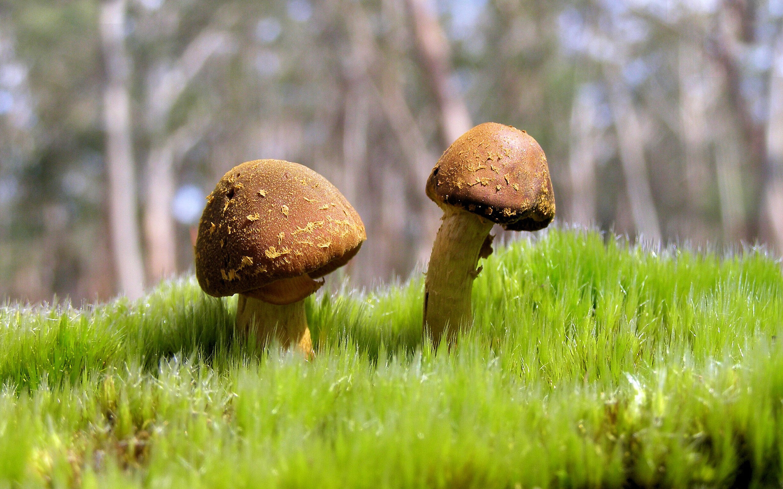 冰岛式英雄主义，奥纳纳如何用消失成为关键先生